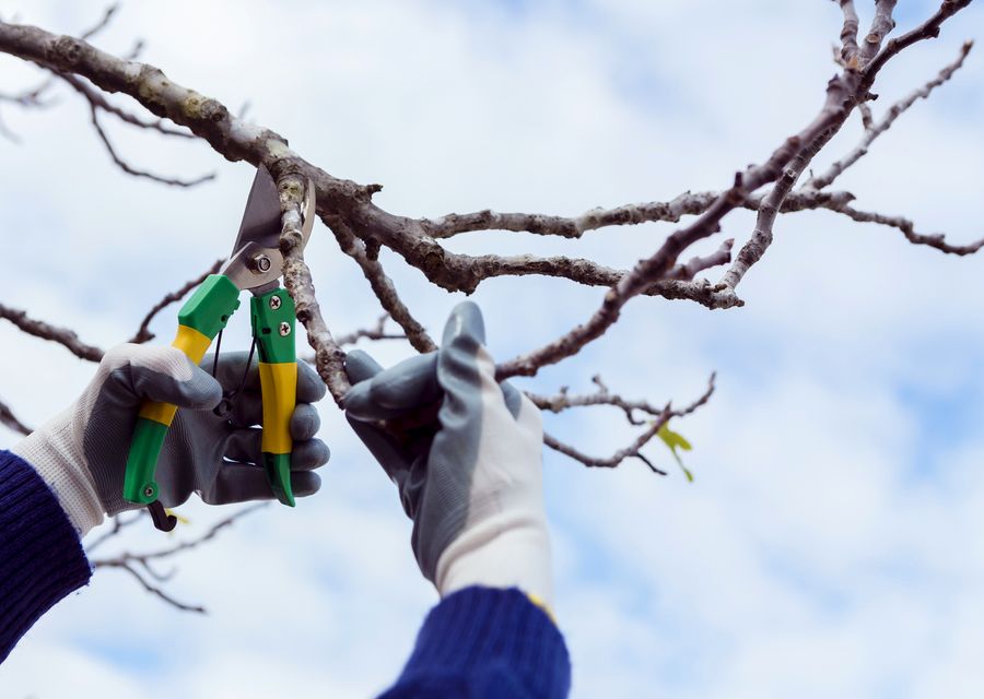 Tree service project by SB Tree Services Inc in Bloomingdale, IL