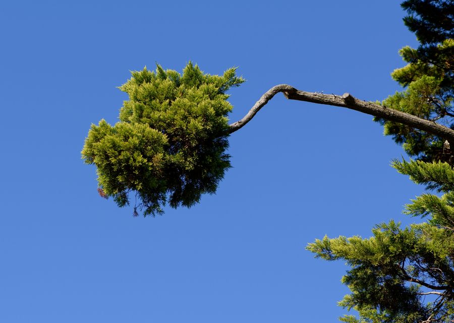 Tree service project by Turuy Landscaping Services Corp in Lake Forest, IL
