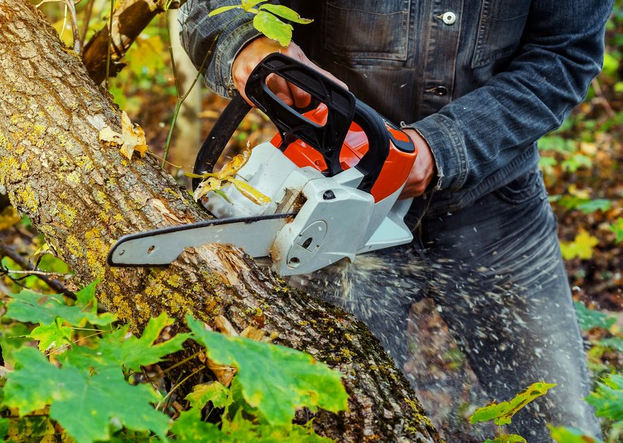 Tree service project by Arbor Doctor Tree Service in Ligonier, PA
