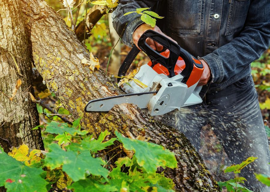 Tree service project by Tree Patrol Tree Service in Perryopolis, PA