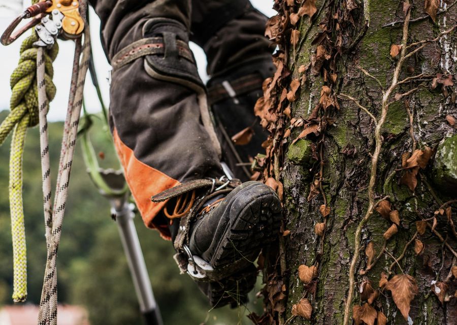 Tree service project by Javier Landscaping Inc in Northern Cambria, PA