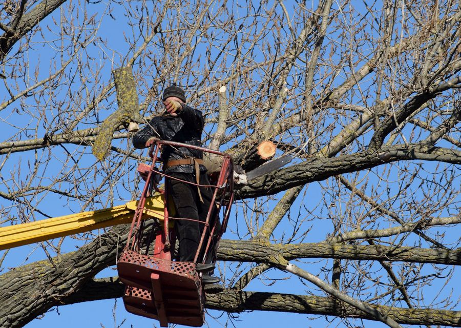 Tree service project by Jersey Tree Care llc in Fletcher, NC