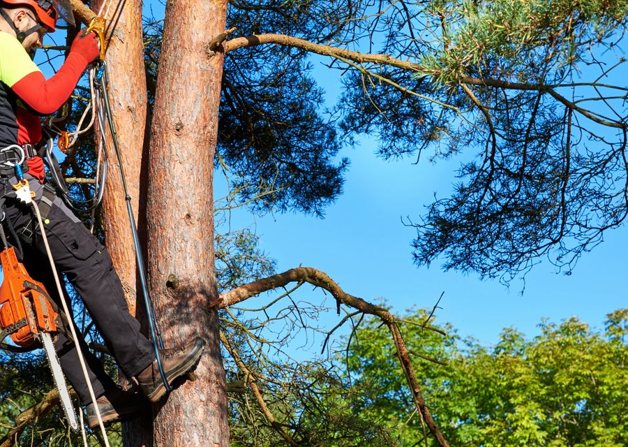 Tree service project by Mile High Tree Care Inc in Upper Dublin, PA