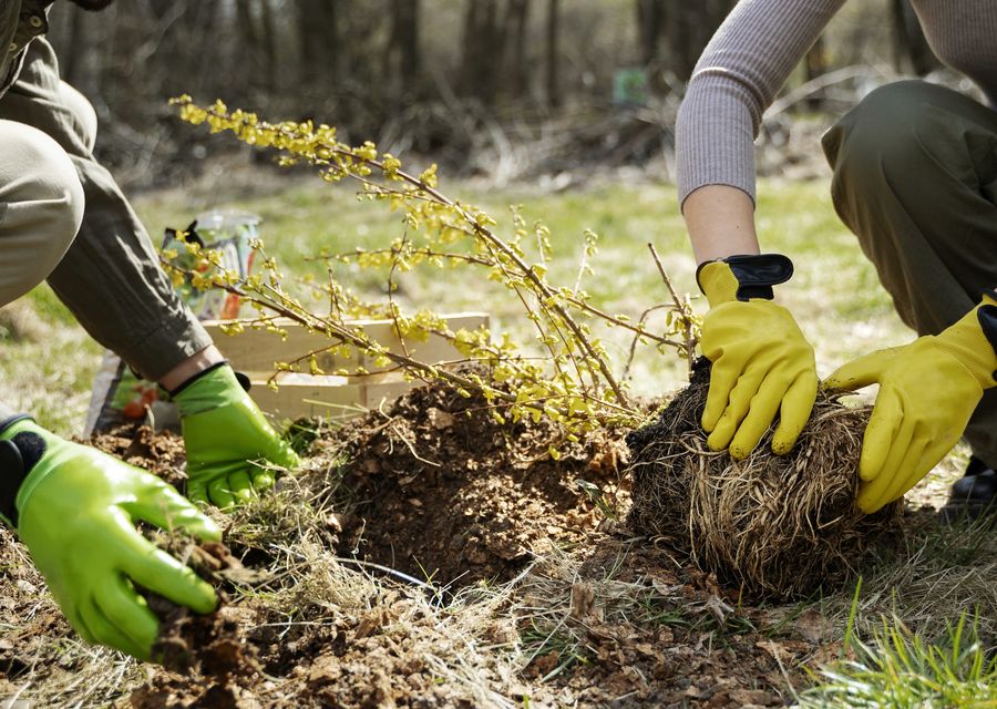 Tree service project by Off The Top Tree Service in New Lenox, IL
