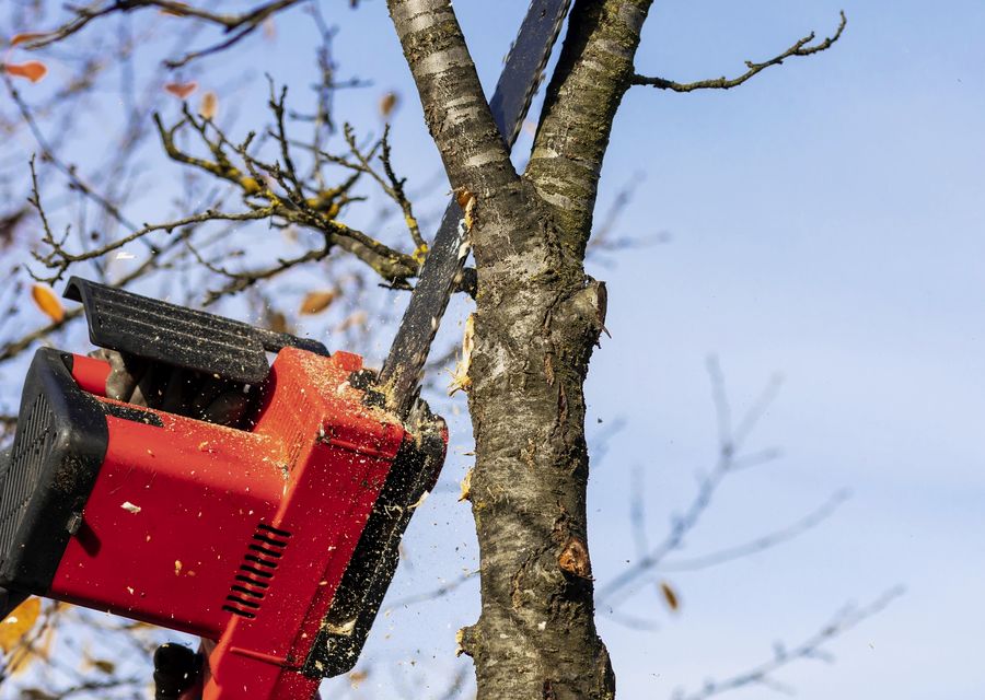 Tree service project by Pine Grove Tree Service in Greenland, NH
