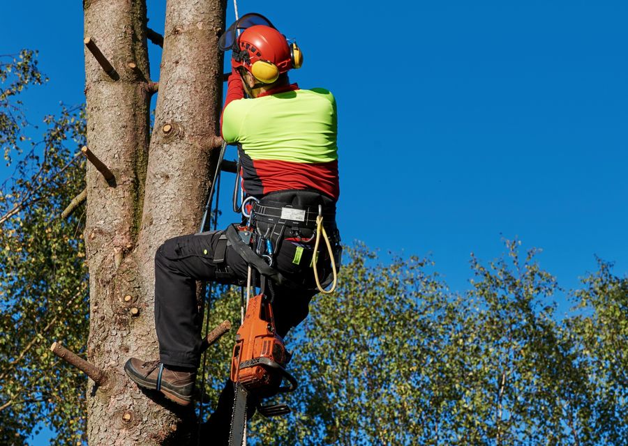 Tree service project by United Tree Services in Richton Park, IL