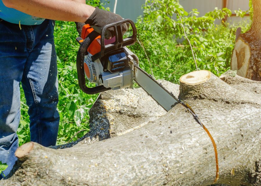 Tree service project by Joseph Wruck Tree Experts Inc. in Harvey, IL