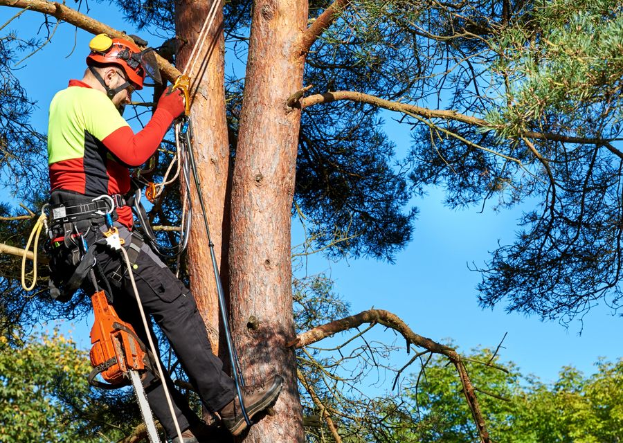 Tree service project by Ticos Tree Experts in Cheltenham, PA