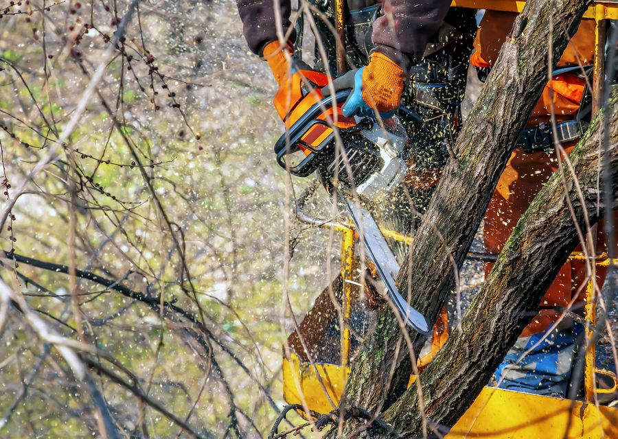 Tree service project by James River Tree Service in Vernon Hills, IL