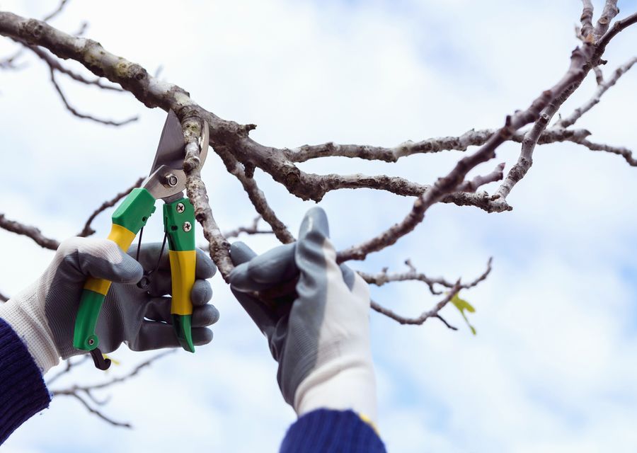 Tree service project by All American Tree Services in New Stanton, PA