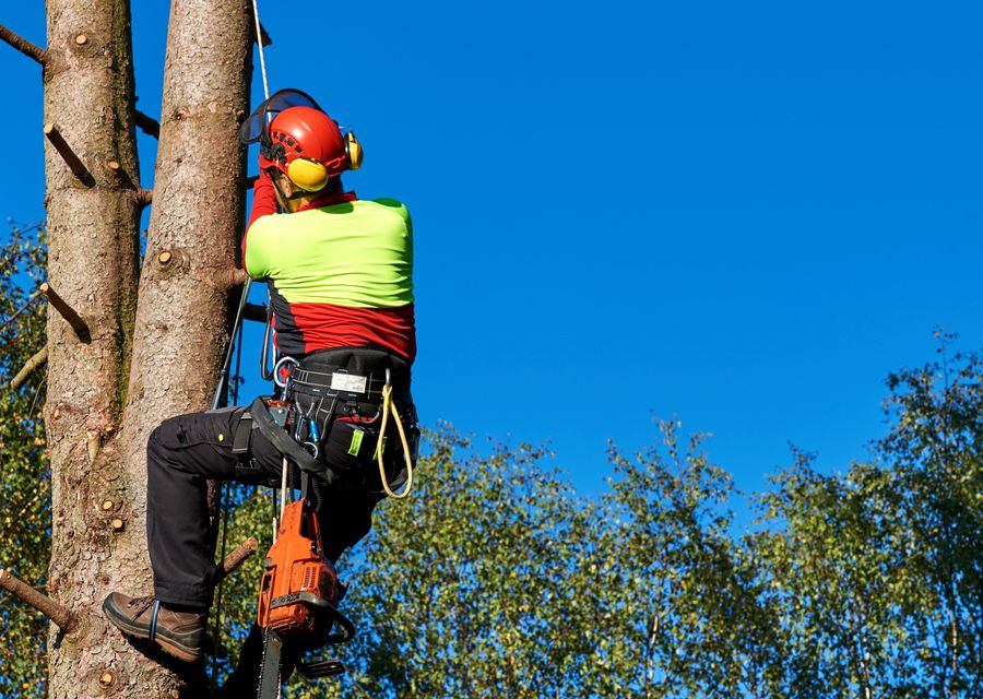 Tree service project by D&S Tree Service in Munster, IN