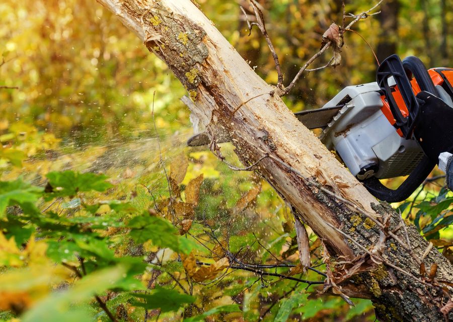 Tree service project by Top Notch Tree Service in Murrysville, PA