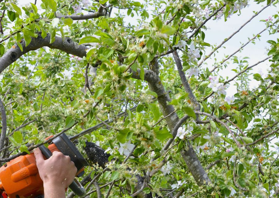 Tree service project by Devora Tree Service in Upper Providence, PA