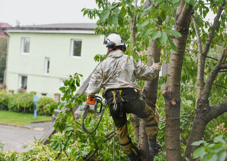 Tree service project by Enlightenment Tree Service in Souderton, PA