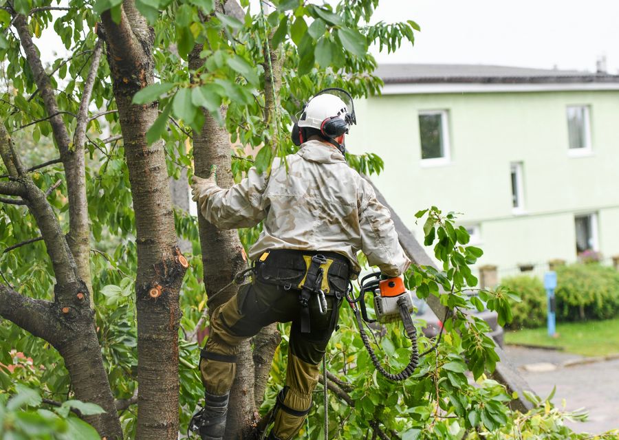 Tree service project by Branching Out Tree Service in Ocoee, FL