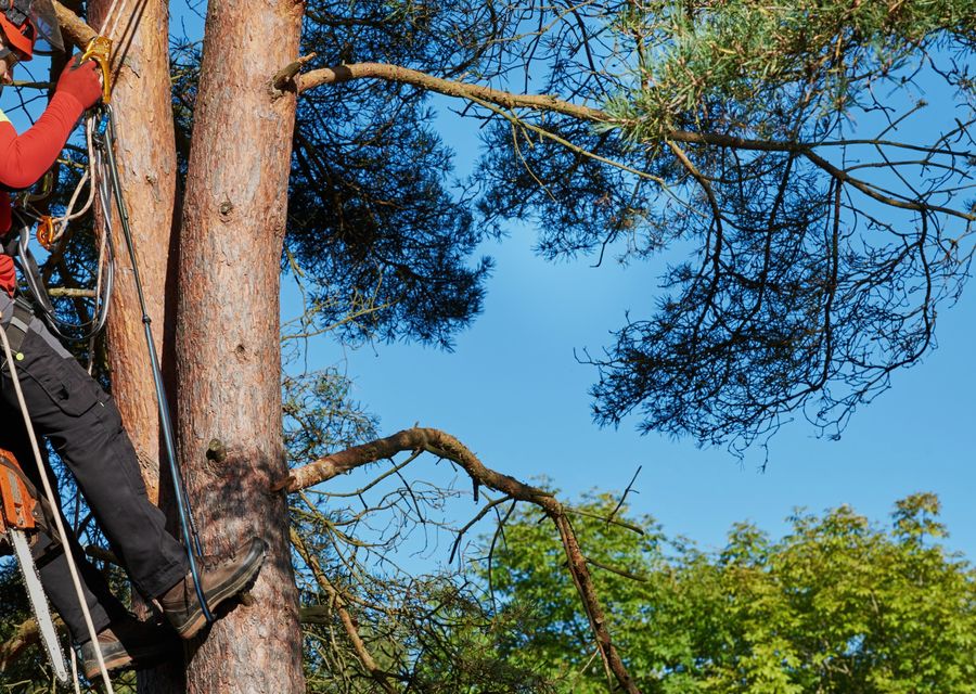 Tree service project by The Tree Guy LLC in West Pottsgrove, PA