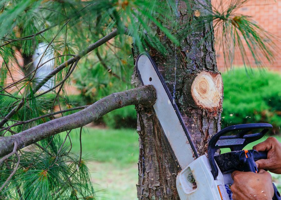 Tree service project by Suffolk Tree Services Ltd in Robbins, IL