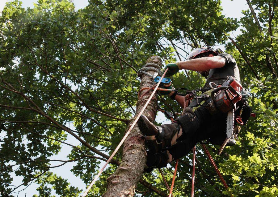 Tree service project by Joe's Complete Tree Service in Calumet City, IL