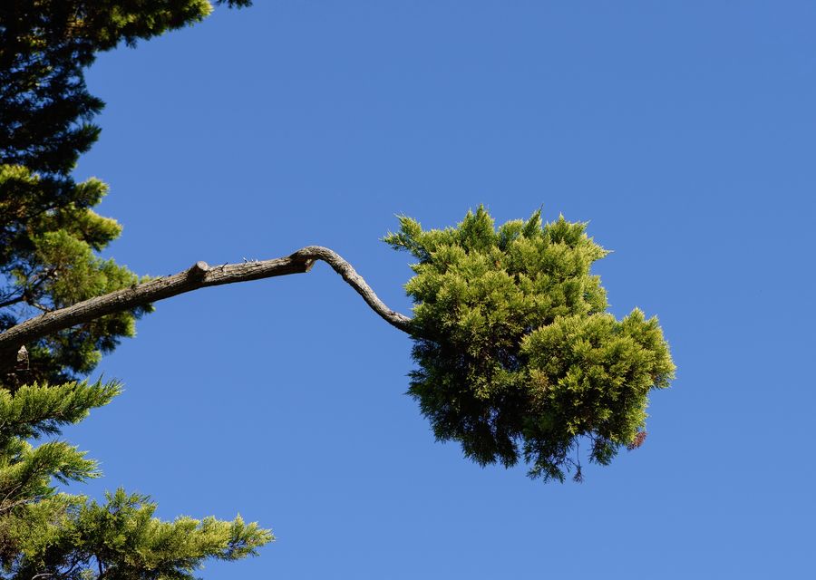 Tree service project by Guardian Tree Solutions in Hatfield, PA