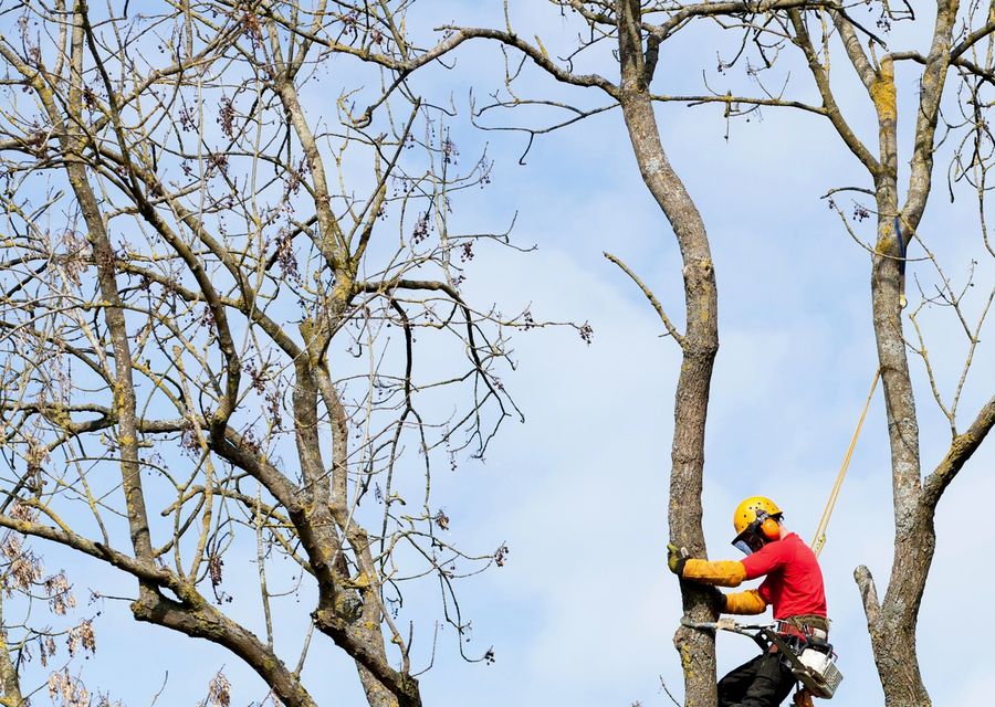 Tree service project by Moran Tree Service in Westchester, IL