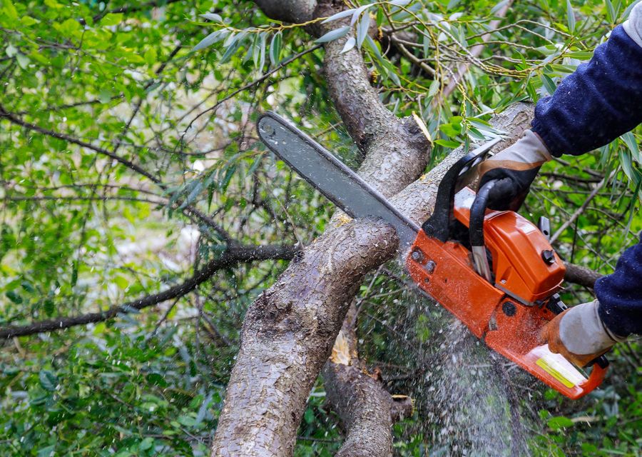 Tree service project by All star tree service llc in Conemaugh, PA