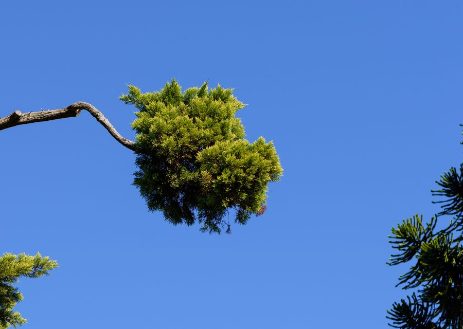 Tree service project by Lion King Tree Service Inc. in Lockport, IL