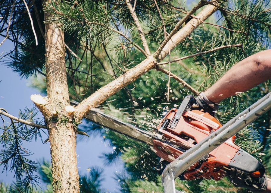 Tree service project by Alpha Tree Care Company in Rockwood, PA