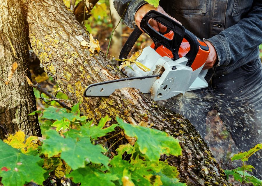 Tree service project by Timberland Tree Service in Cheltenham, PA