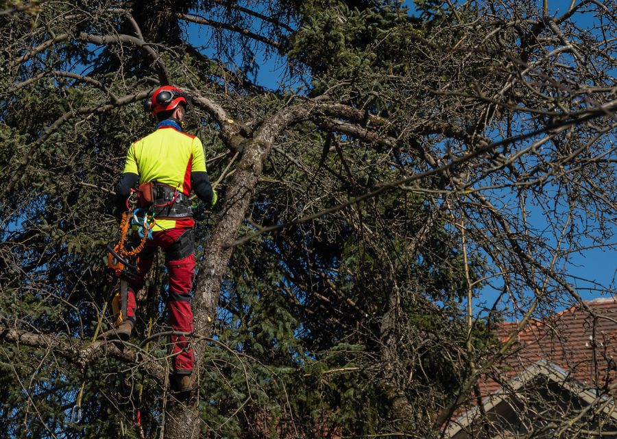 Tree service project by Double R Tree Service in Hebron, IN