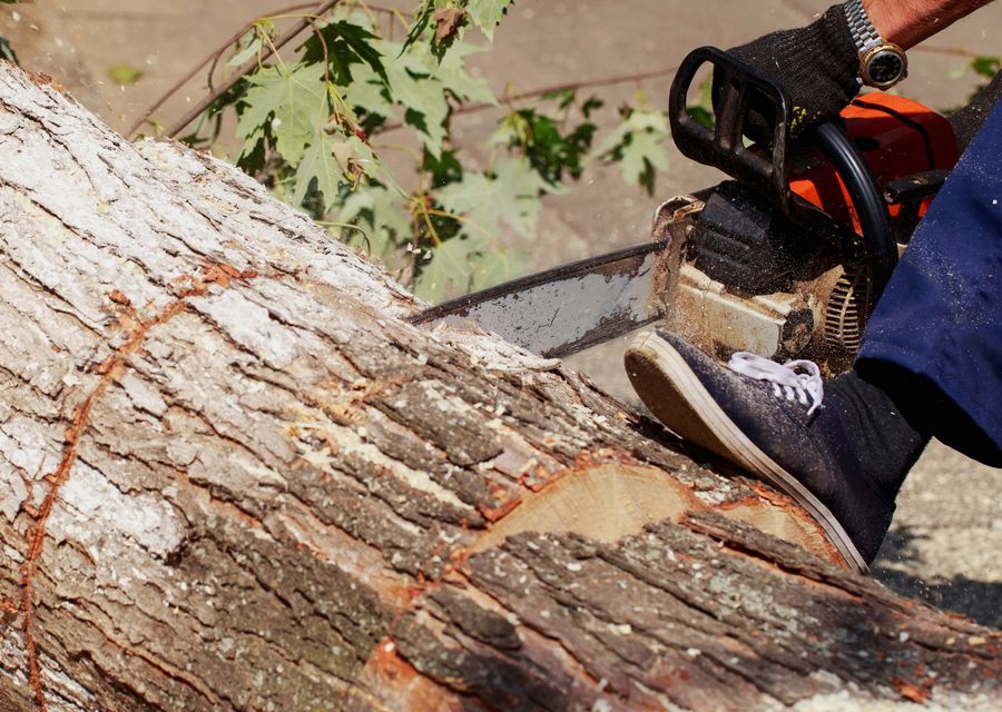 Tree service project by Wingate's Tree Service LLC in Hilltown, PA