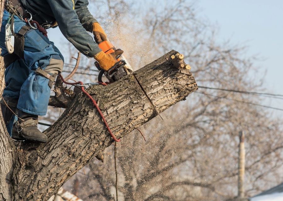 Tree service project by Alberto's Tree Service in Orange, CA