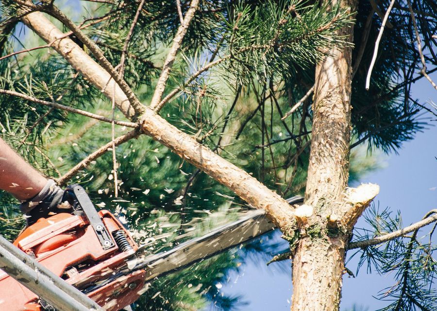 Tree service project by Prestige Tree Service, LLC in Northwood, NH