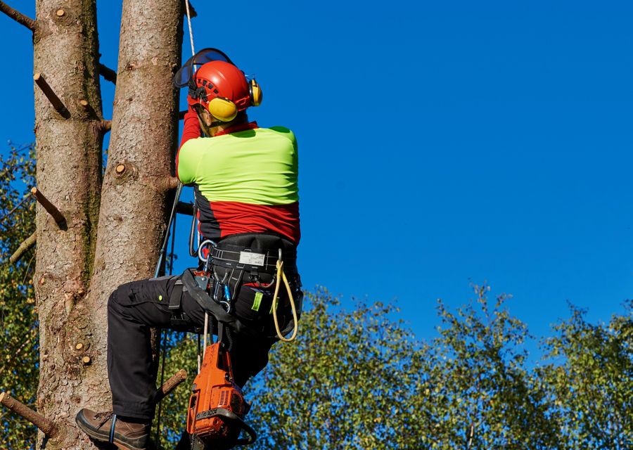 Tree service project by North Shore Tree Service in Wheeling, IL