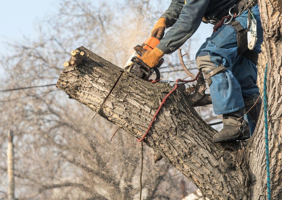 Tree service project by T&T Tree Services in Upper Merion, PA