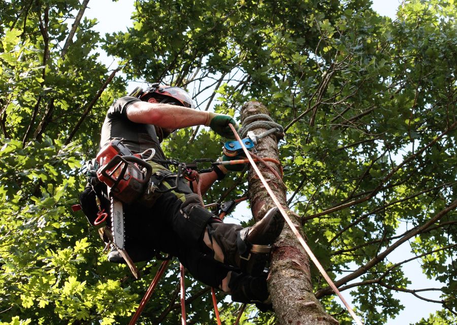 Tree service project by BERNIE TREE SERVICE LLC in University Park, IL