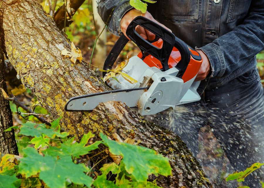 Tree service project by Rodriguez Bros Tree Service in Chapin, SC