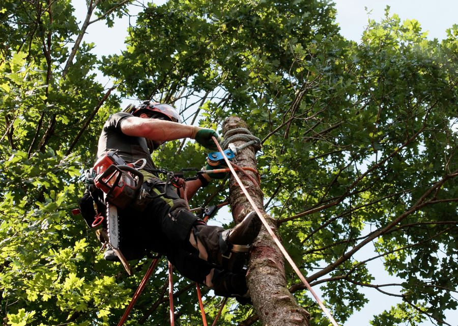 Tree service project by Morales Brothers Tree Service, LLC in Seabrook, NH