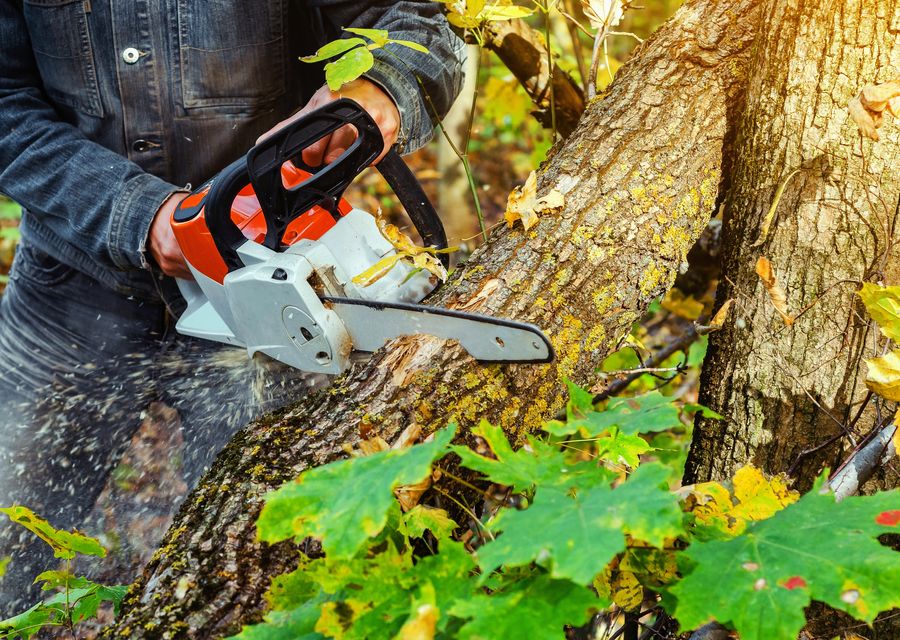Tree service project by Tree Service Oceanside in Manhattan, IL