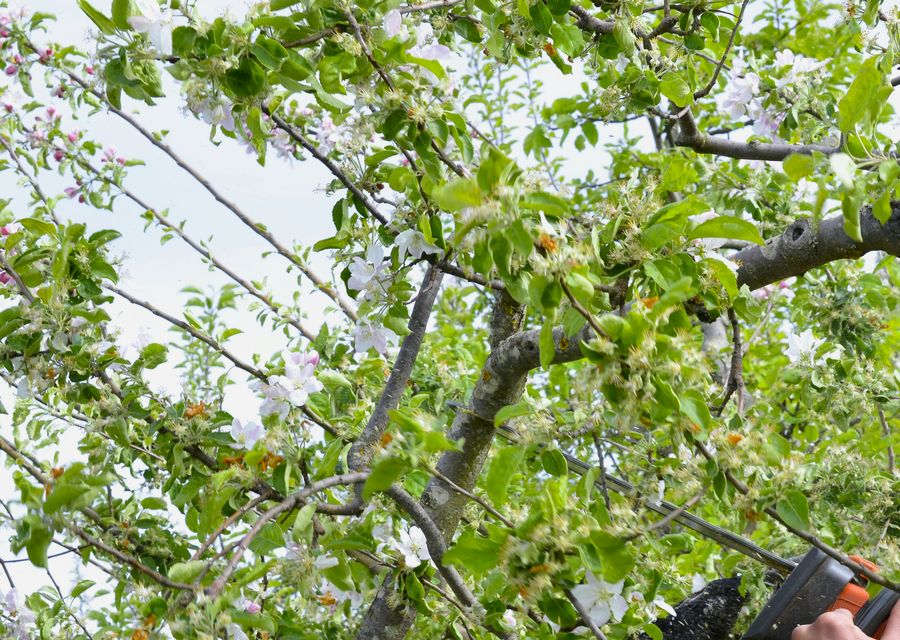 Tree service project by Chajon Tree Service in Hammond, IN