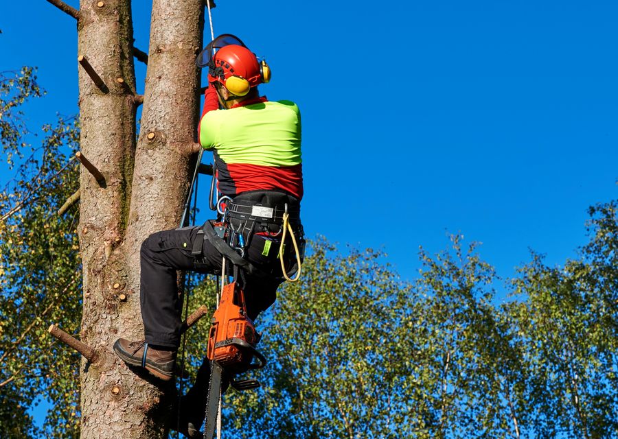 Tree service project by Amazônia Tree Services in Monroeville, PA