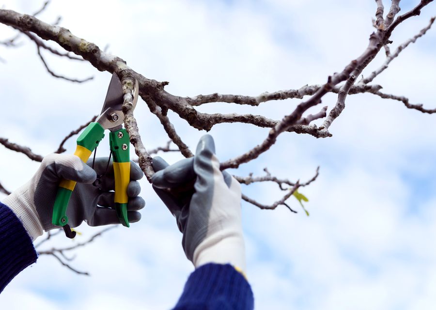 Tree service project by Trees Unlimited NJ in Summit, PA