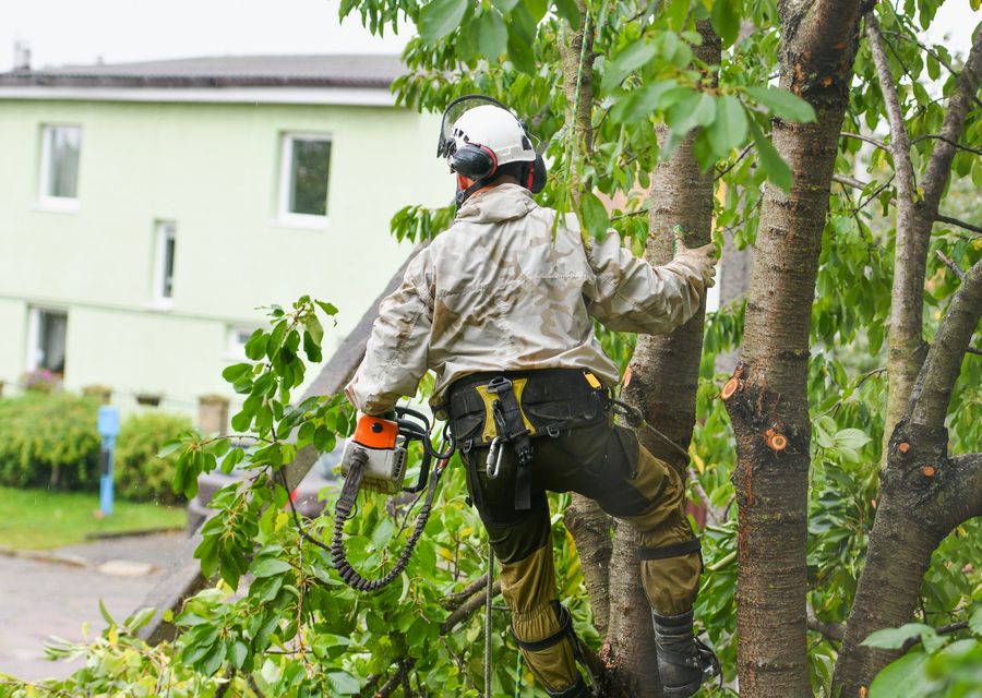 Tree service project by Carrick's Tree Service in Rockledge, FL