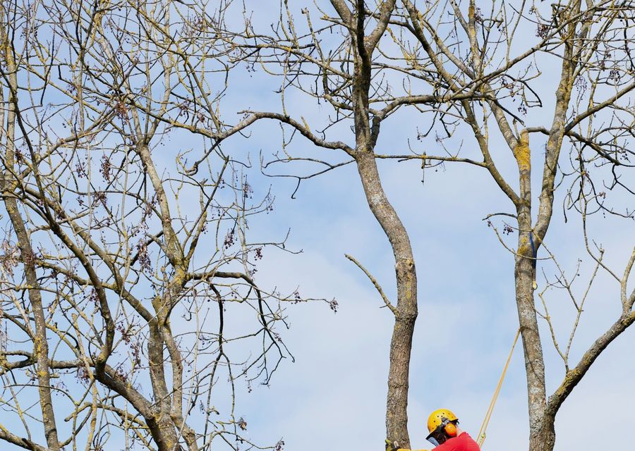 Tree service project by Discount Tree Services in California, PA