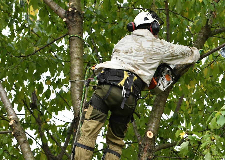 Tree service project by Aspen Tree Services Inc. in Island Lake, IL