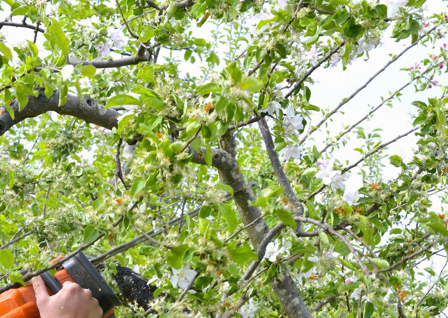 Tree service project by Friendly Tree Experts in Asheville, NC