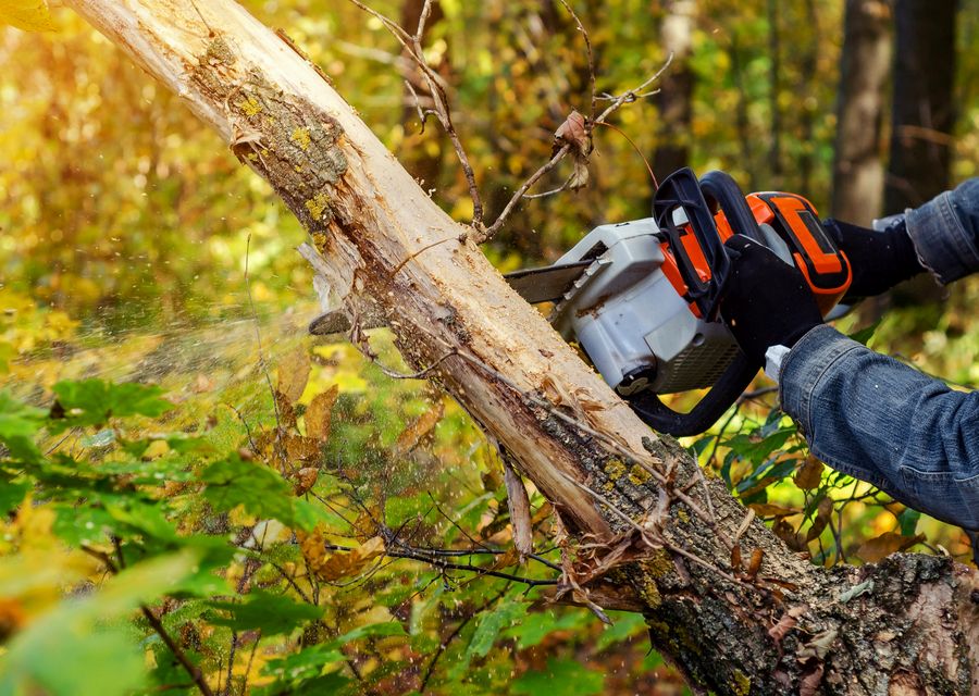 Tree service project by Action Tree Service in Garden Grove, CA