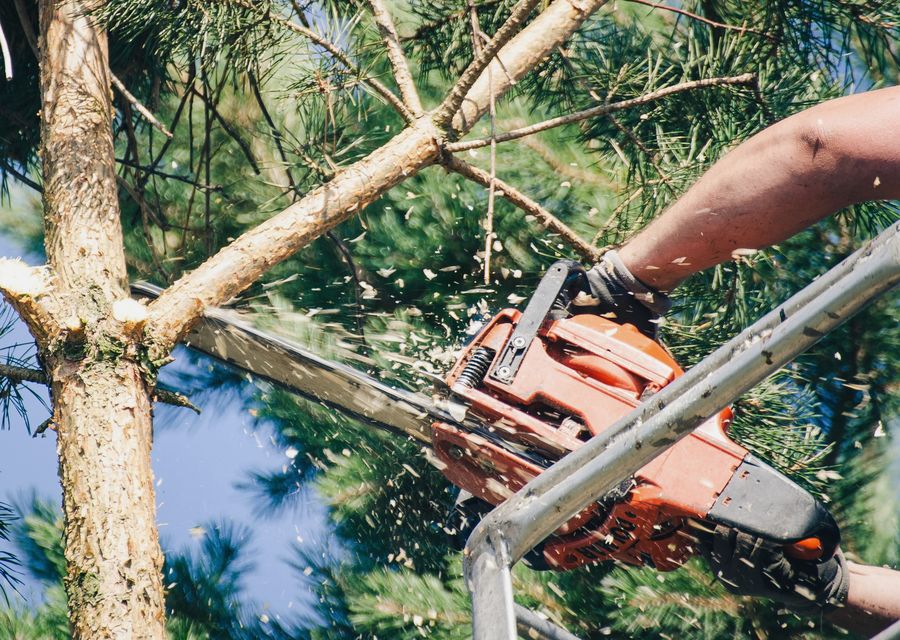 Tree service project by Summit Arbor Services in Austin, TX