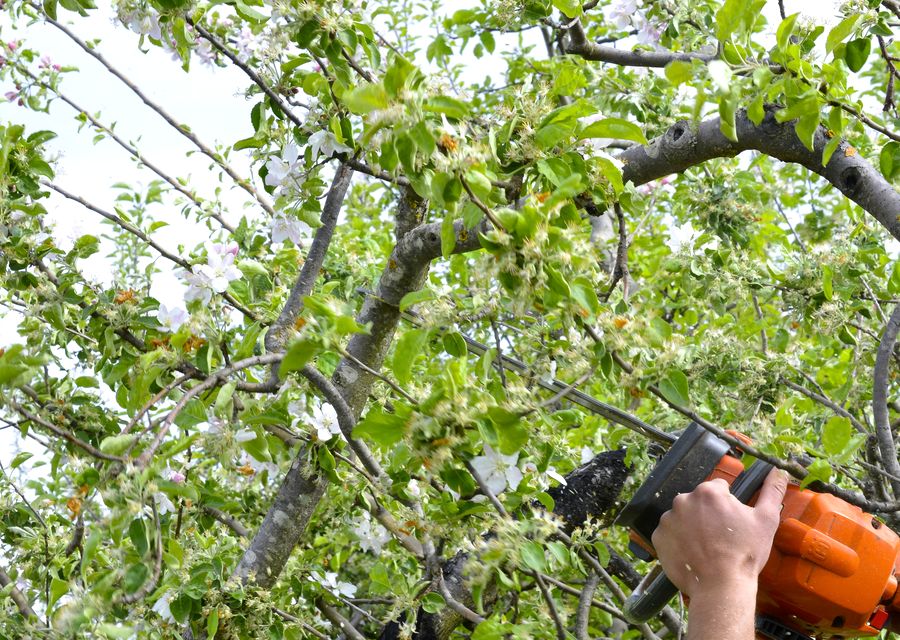 Tree service project by Tree Cutting & Trimming in Steger, IL