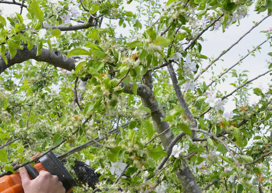 Tree service project by Elmont Tree Service in Suwanee, GA
