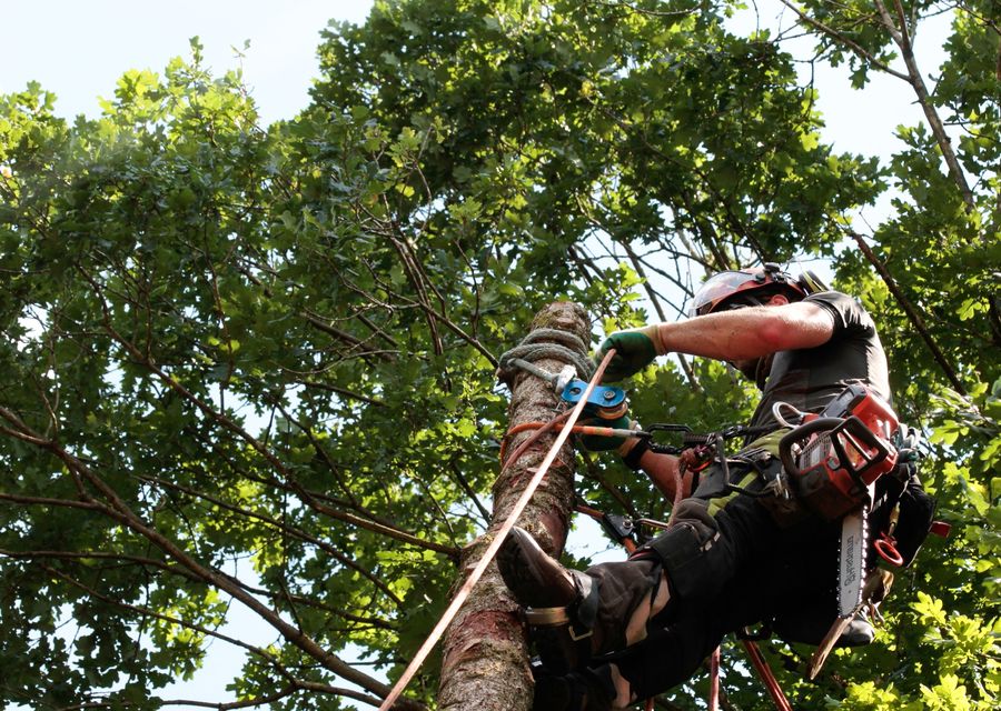 Tree service project by Sunburst Tree Experts Inc. in Clarendon Hills, IL